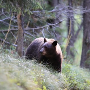 A black bear