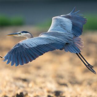 A blue heron in the desert