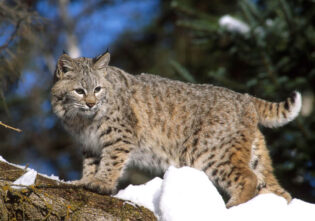 animals that live in the desert - Bobcats 