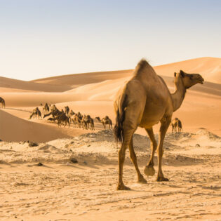 A camel in the desert