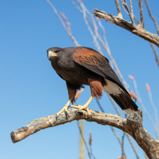 A coopers hawk