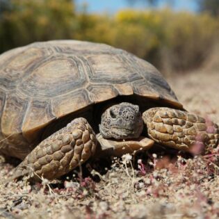 A desert tortoise