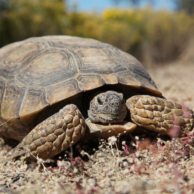 26 Animals That Live in the Desert