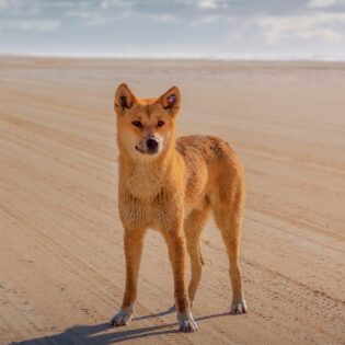 A dingo in the desert