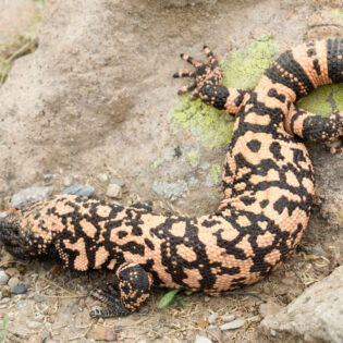 A gila monster in the desert