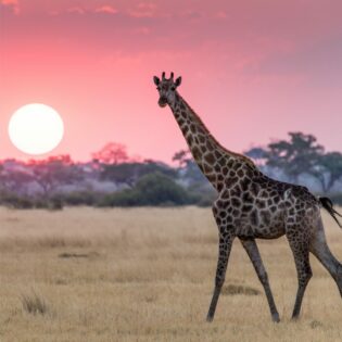 A giraffe in the desert. 