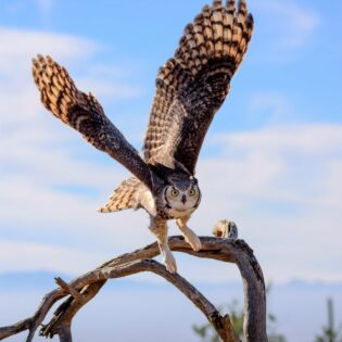A great horned owl in the desert