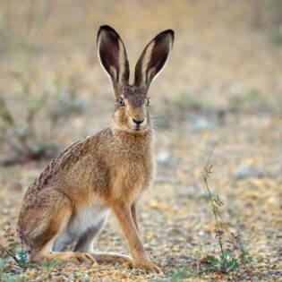 Jackrabbits in the desert. 