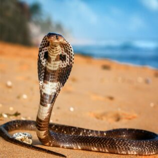 A king cobra in the desert