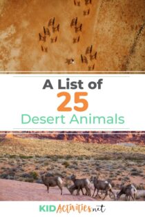 desert animals with names chart