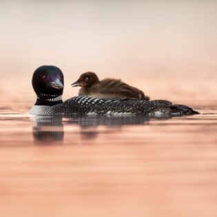 A loon in the water