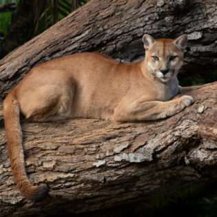 A mountain lion in a tree