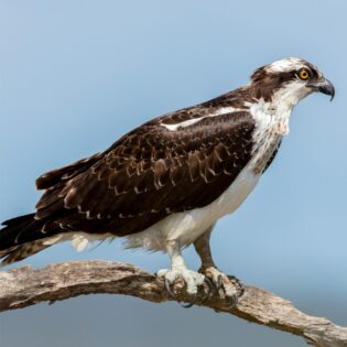 An osprey on a branch