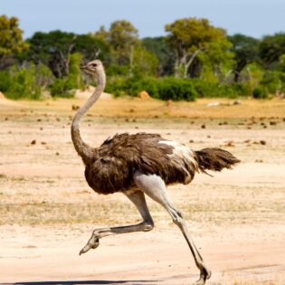 An ostrich running in the desert