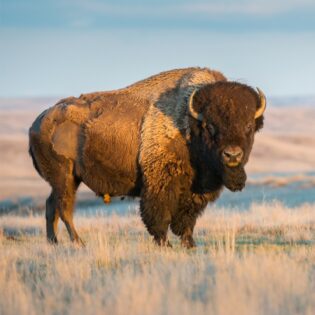 A plains bison in the desert