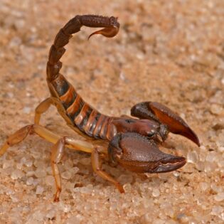 A scorpion in the desert