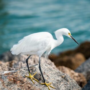 the snowy egret