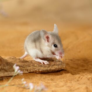 A spiny mouse in the desert.