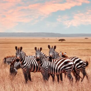 Some zebras in the desert
