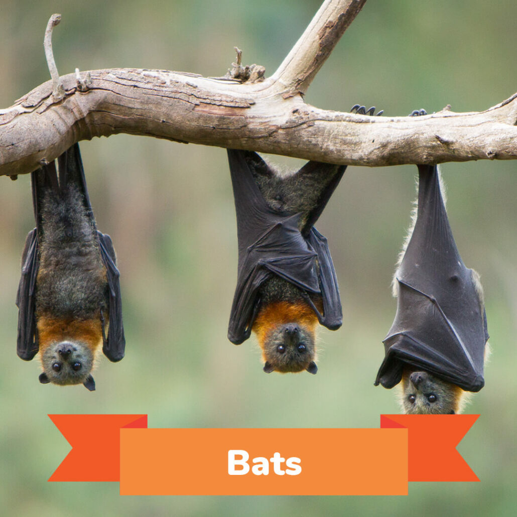 Three bats hanging upside down from a limb. 