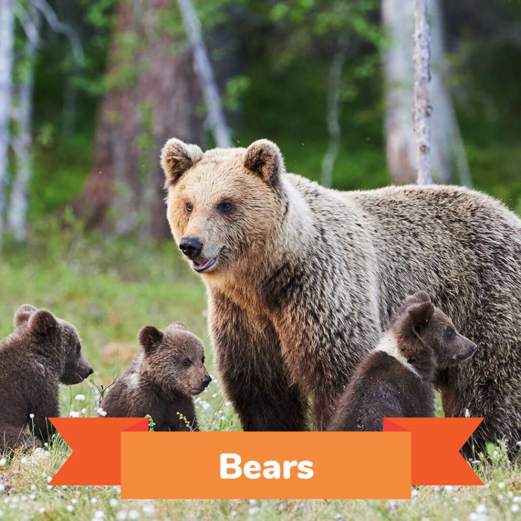 A mama bear and her three cubs standing in a field. 