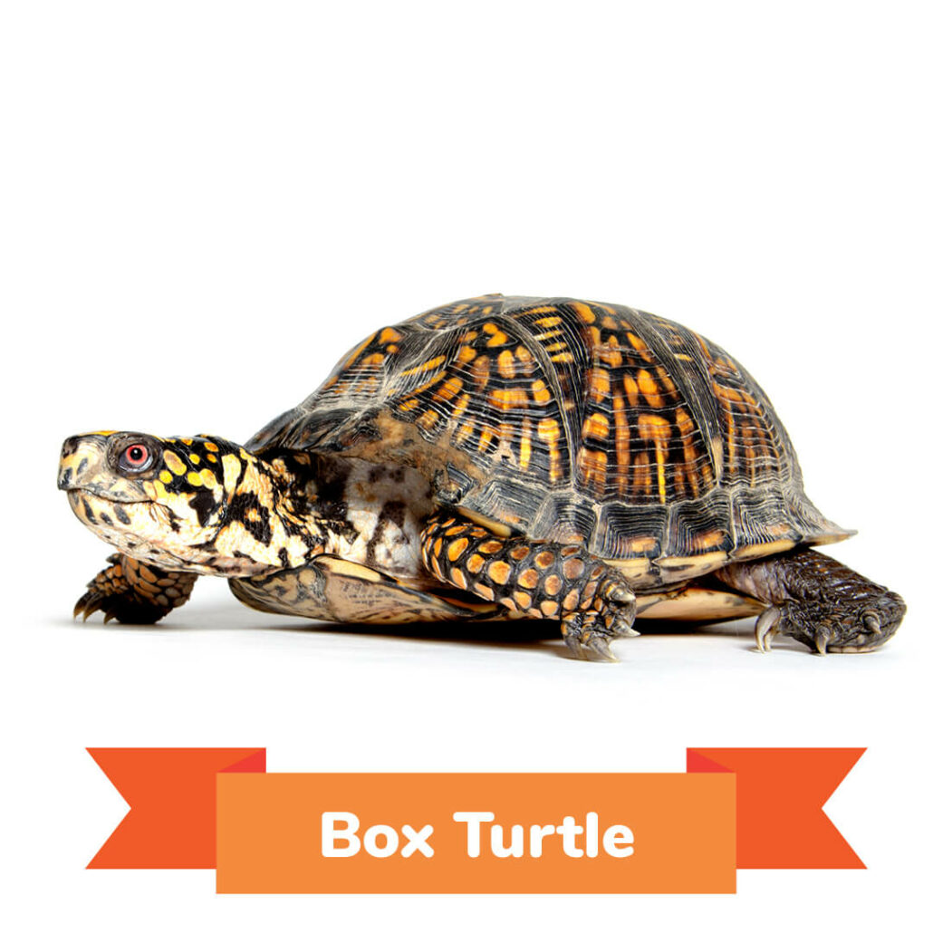 A box turtle walking. 