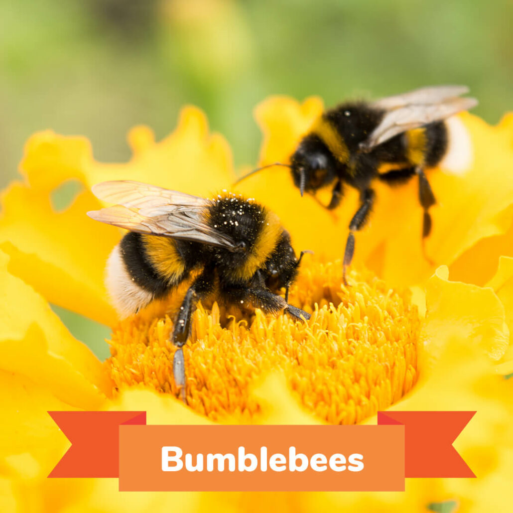 Two bumblebees collecting pollen. 