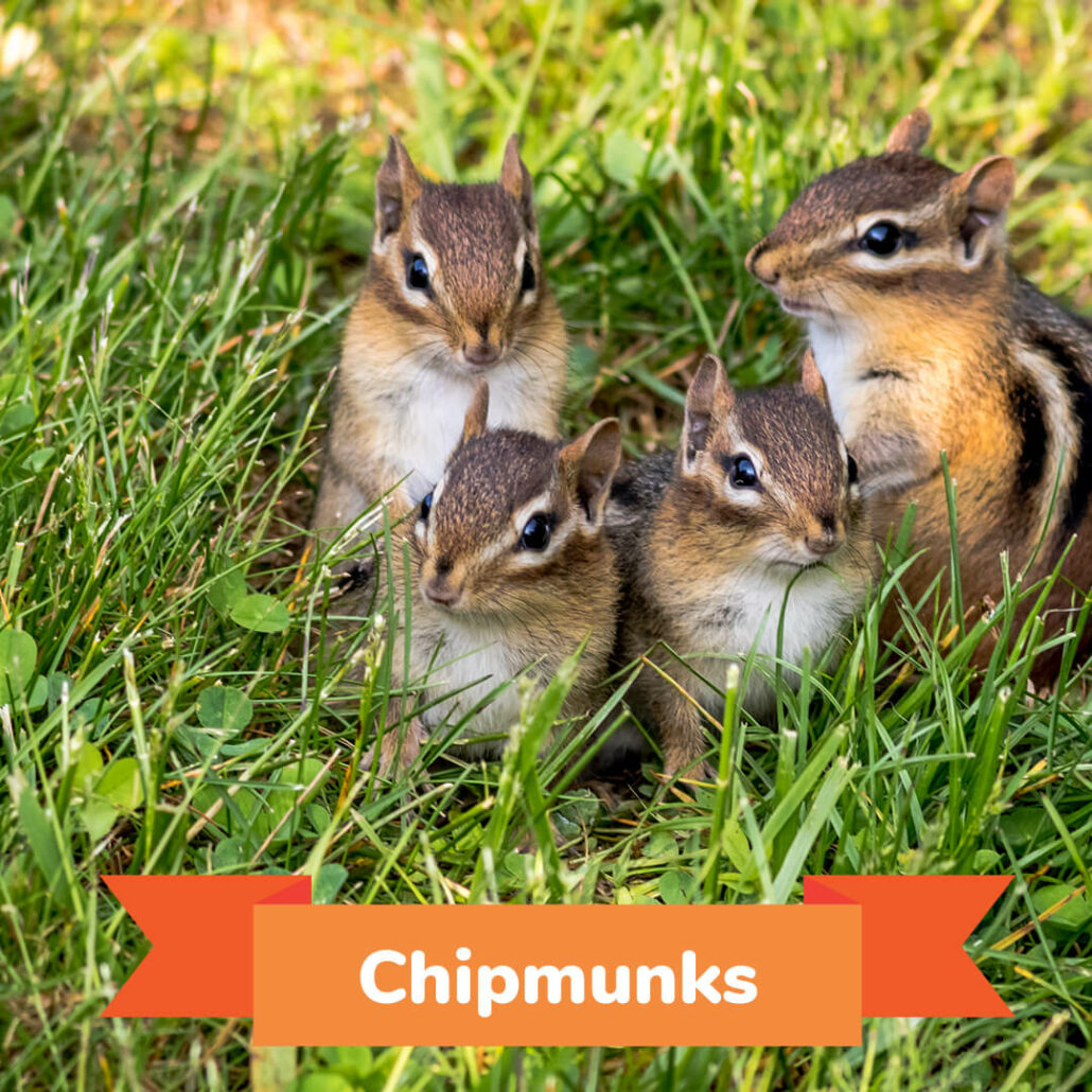 Four chipmunks gathered together in grass. 