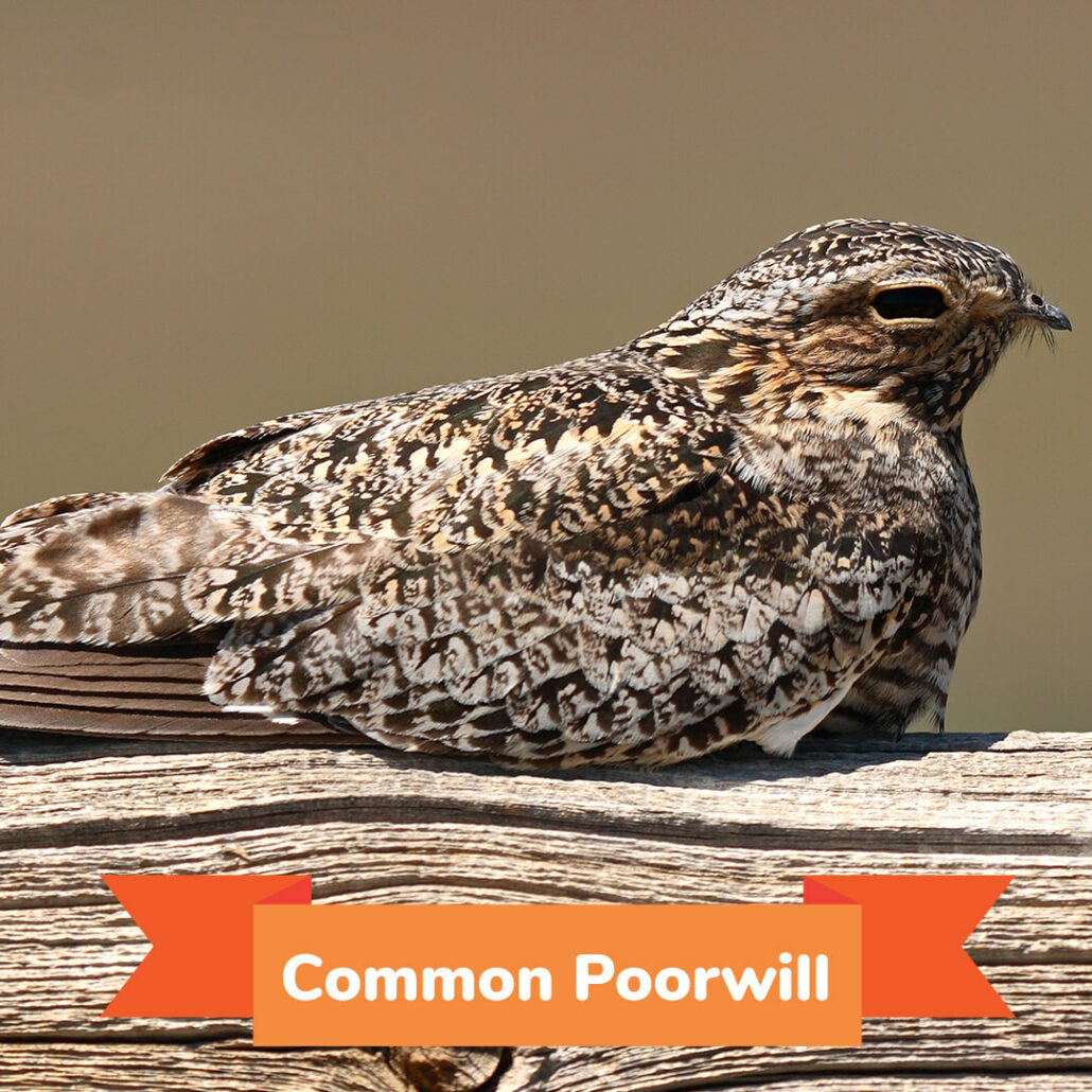 A common poorwill sitting on a log. 