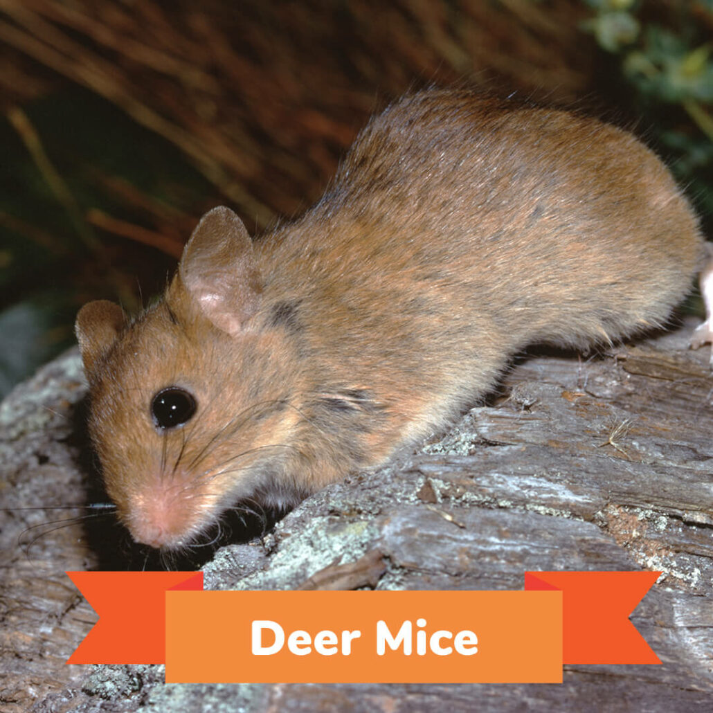 A deer mouse getting ready to enter his burrow. 