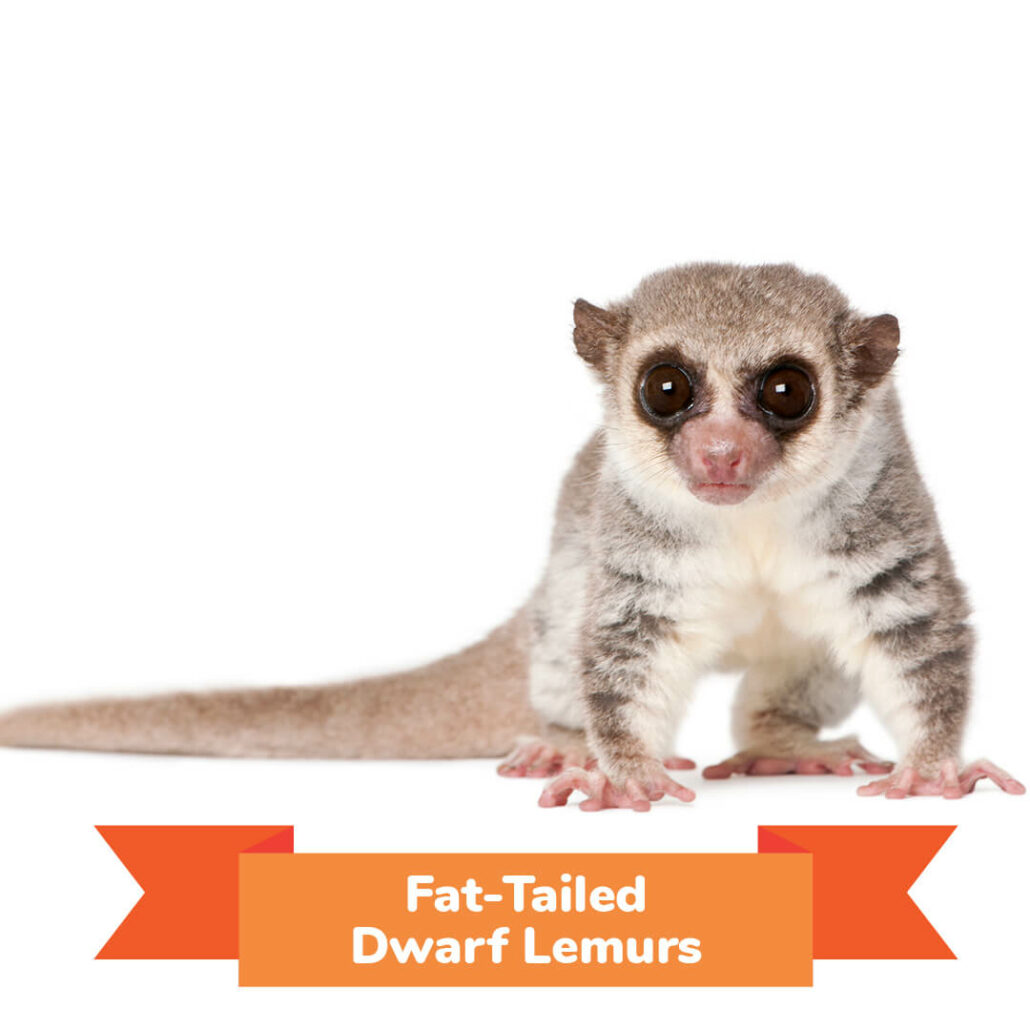 A fat tailed dwarf lemur. 