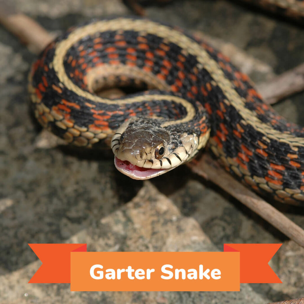 A garter snake slithering with his mouth open. 