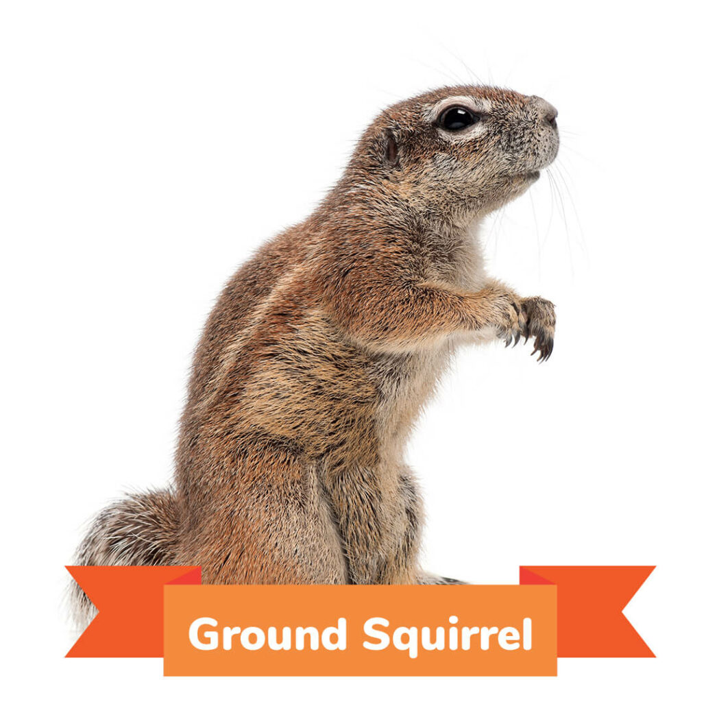 A ground squirrel standing on his back legs. 