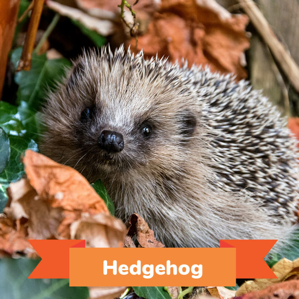 A hedgehog standing in a pile of leaves. 