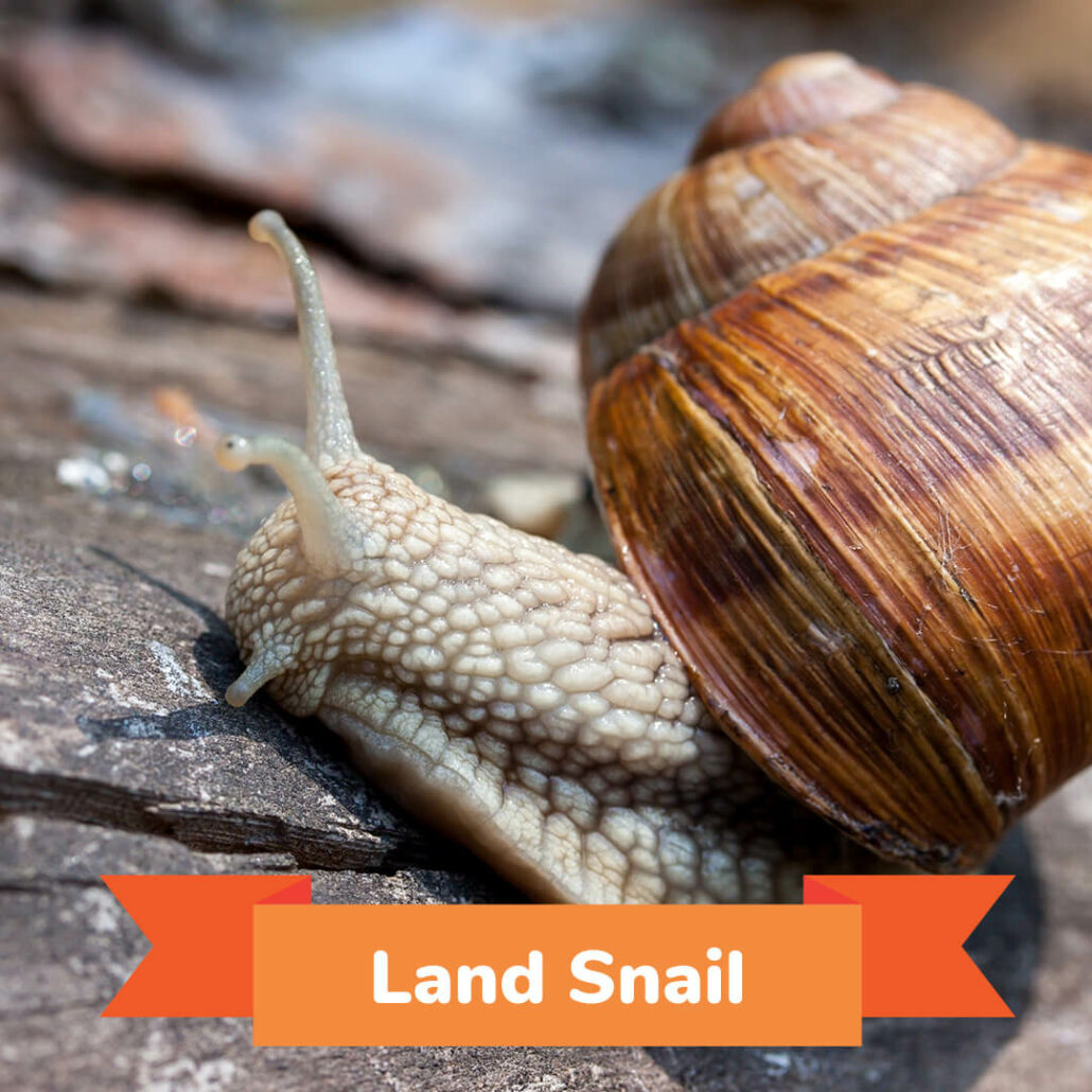 A land snail crawling on a rock. 