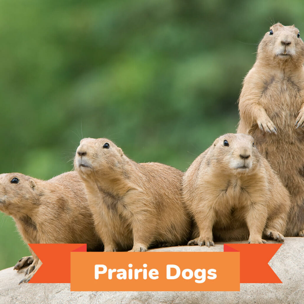 A group of four prairie dogs standing on a rock. 