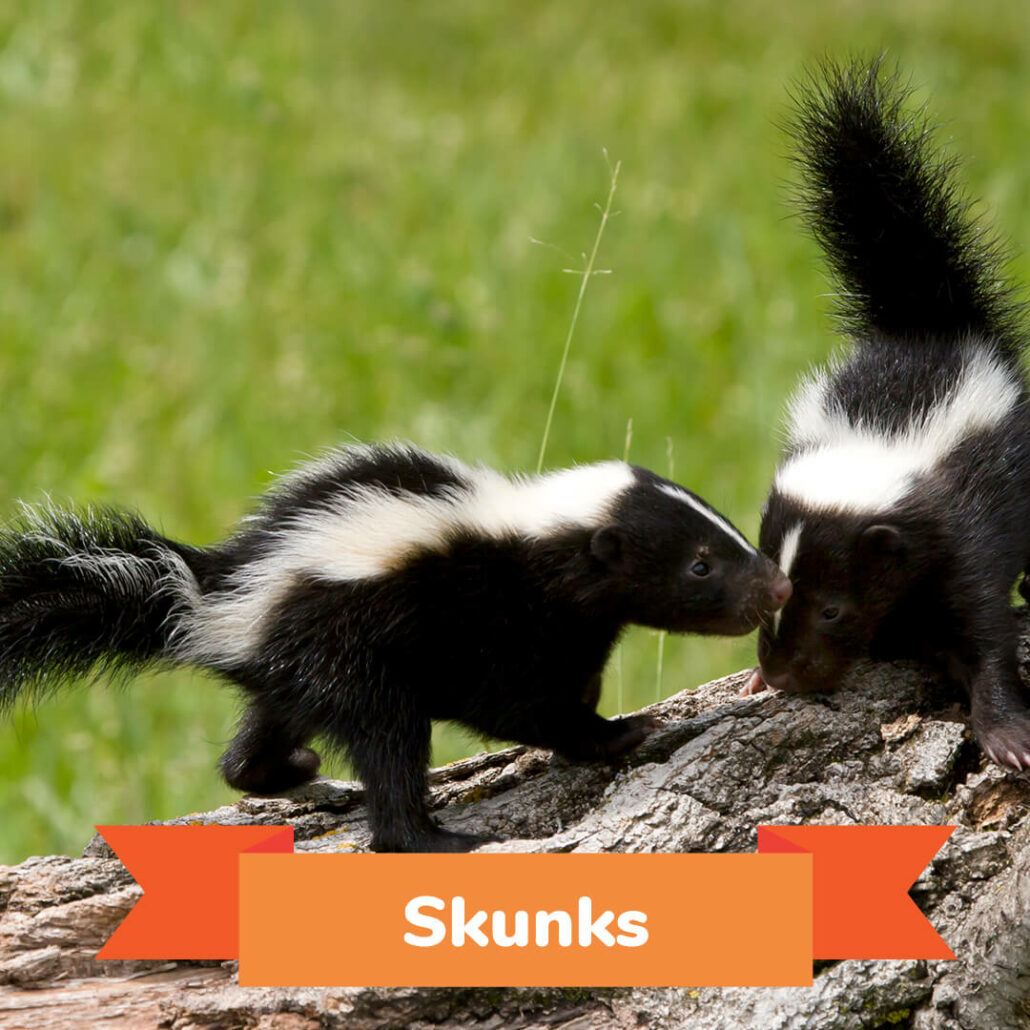 Two skunks standing on a log. 