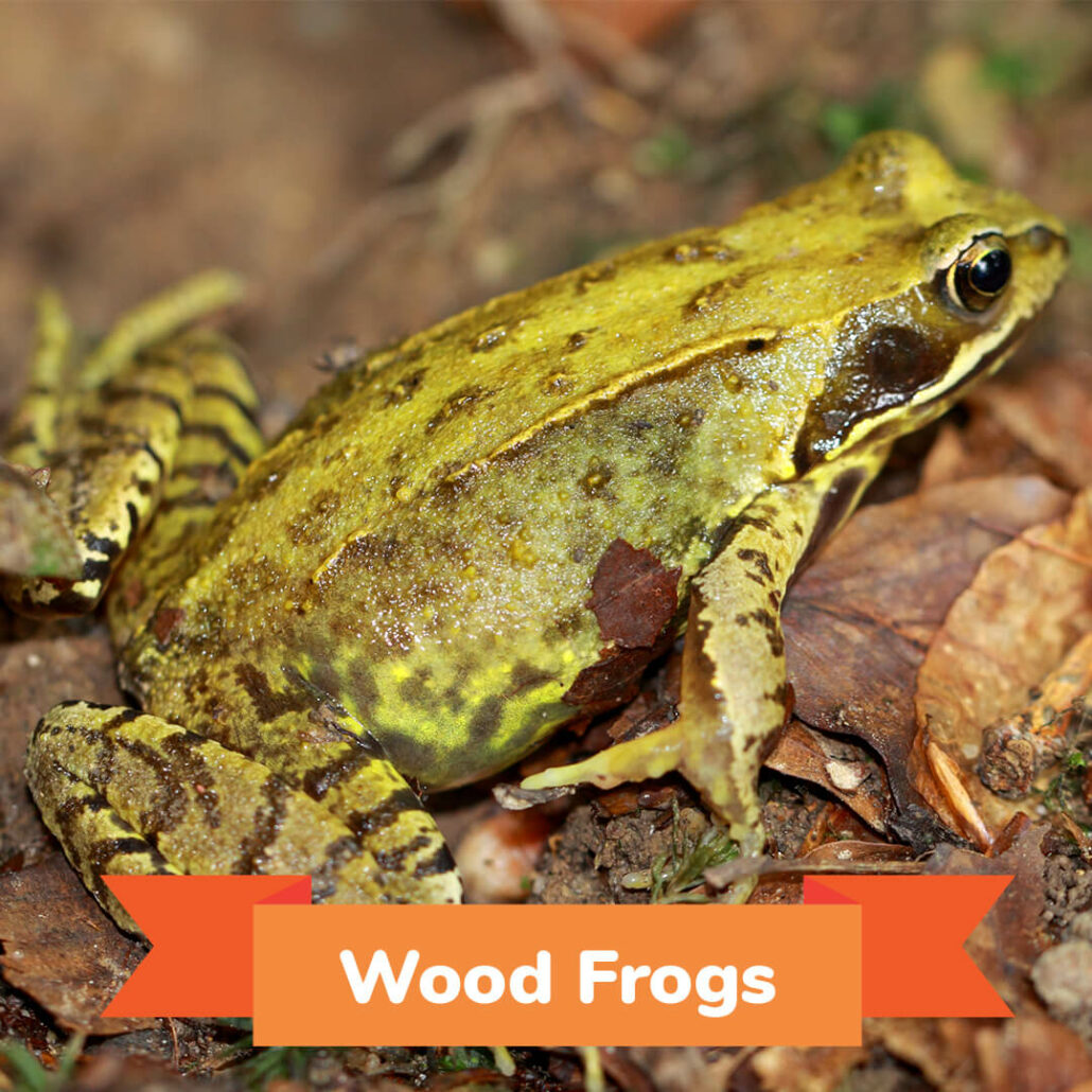 A wood frog sitting on leaves. 