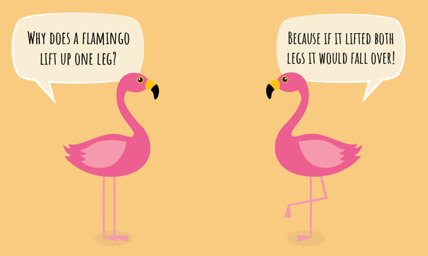 An animated picture of flamingos with the joke "why does a flamingo lift up one leg?