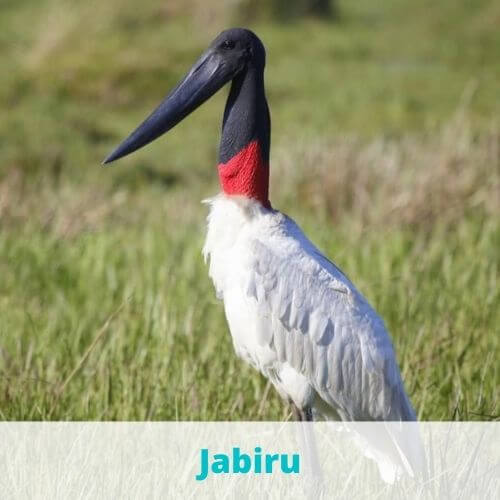 animals that start with J 