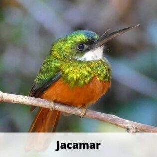 Animals that Start with J - 20 Animals that Start With the Letter J