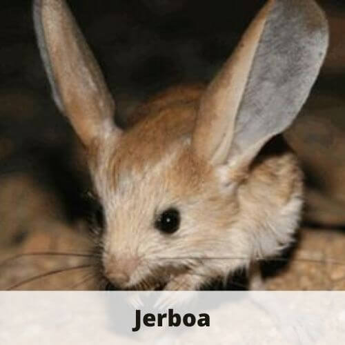 Animals that Start with J - 23 Animals that Start With the Letter J
