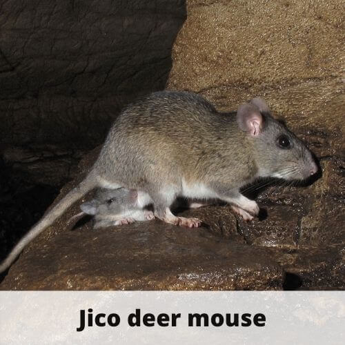 Animals That Start With J Animals That Start With The Letter J