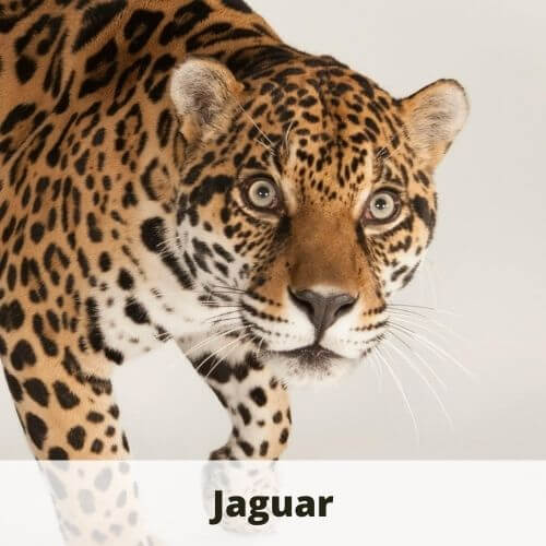 animals that start with J 