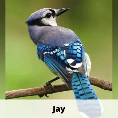 Animals That Start With J Animals That Start With The Letter J