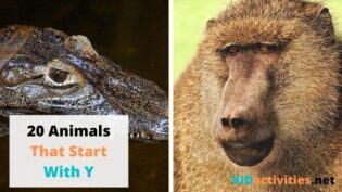 Animals That Start With Y. 20 Animal Names That Start With Y