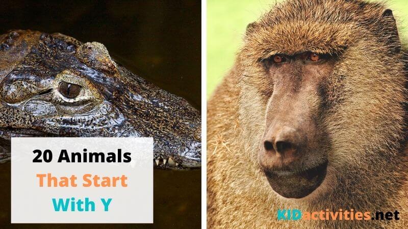 O Alphabet Animals Name List Of Animals Starting With O Alex Purcell