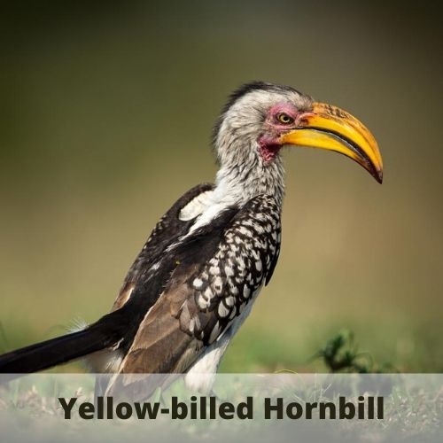 animals that start with y - hornbill