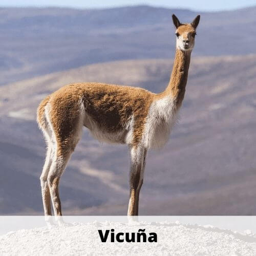 Animals That Start With V | List of Animals that Start With the Letter V