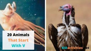 Animals That Start With V